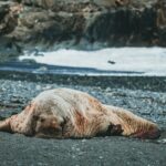 Warum können Menschennicht unter dem Toten Meer tauchen