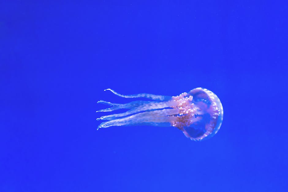 Warum ist Wasser durchsichtig aber das Meer blau - eine Untersuchung der Ursachen