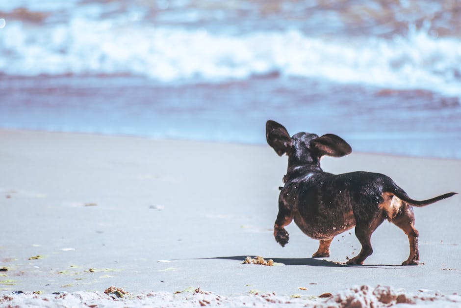 am Strand mit Hund wandern