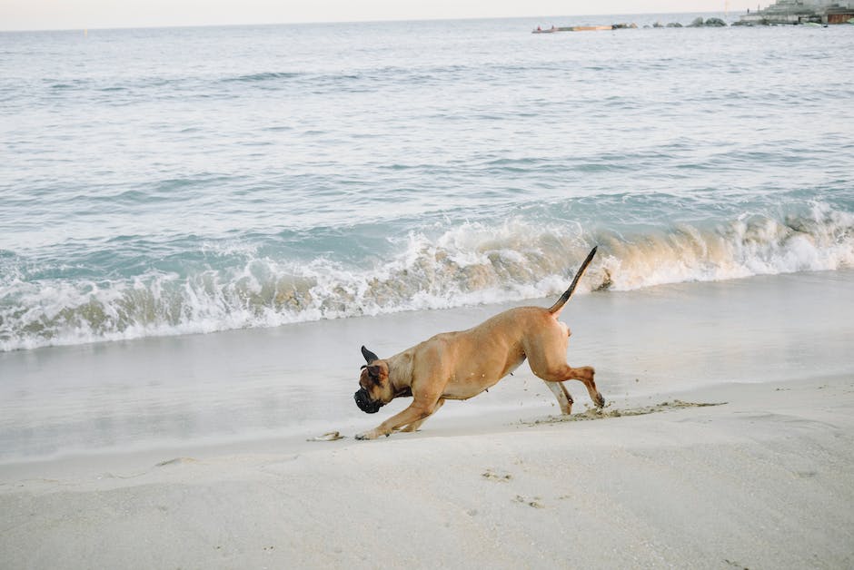 Hund am Meer fotografiert