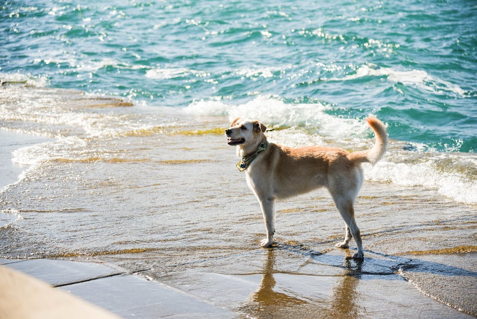  Abenteuerurlaub mit Hund am Meer
