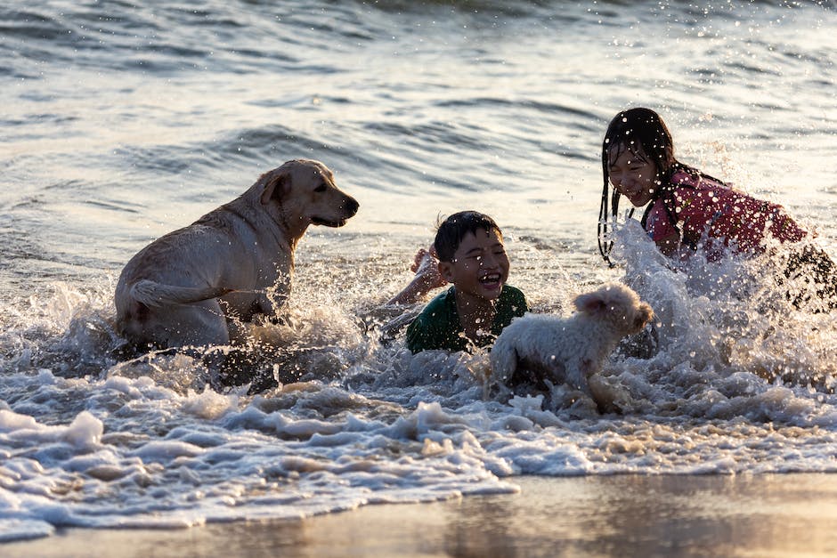 Hund am Meer: Tipps und Regeln beachten