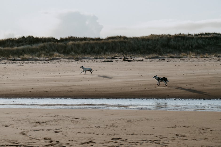 mit Hund ans Meer - wichtige Beachtungspunkte