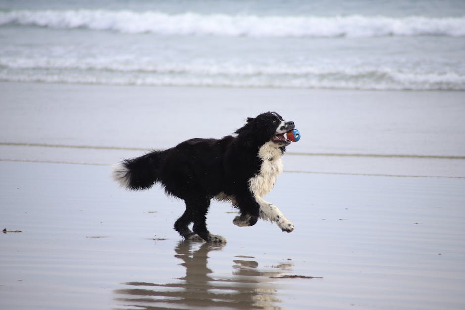 Urlaub am Meer mit Hund