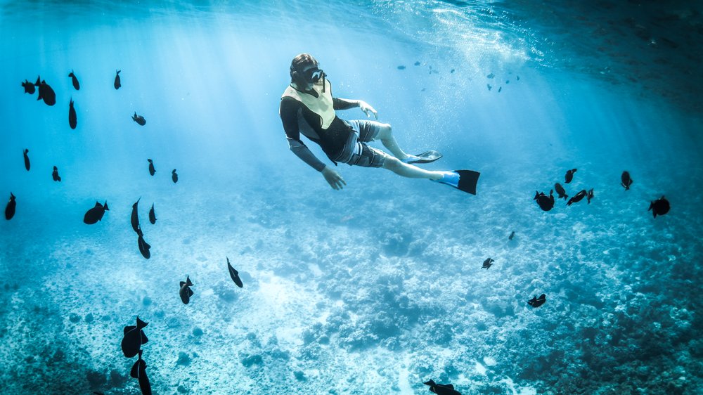 fünf kleine fische die schwammen im meer