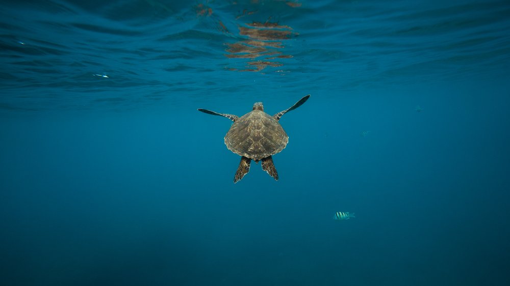 fünf kleine fische die schwammen im meer