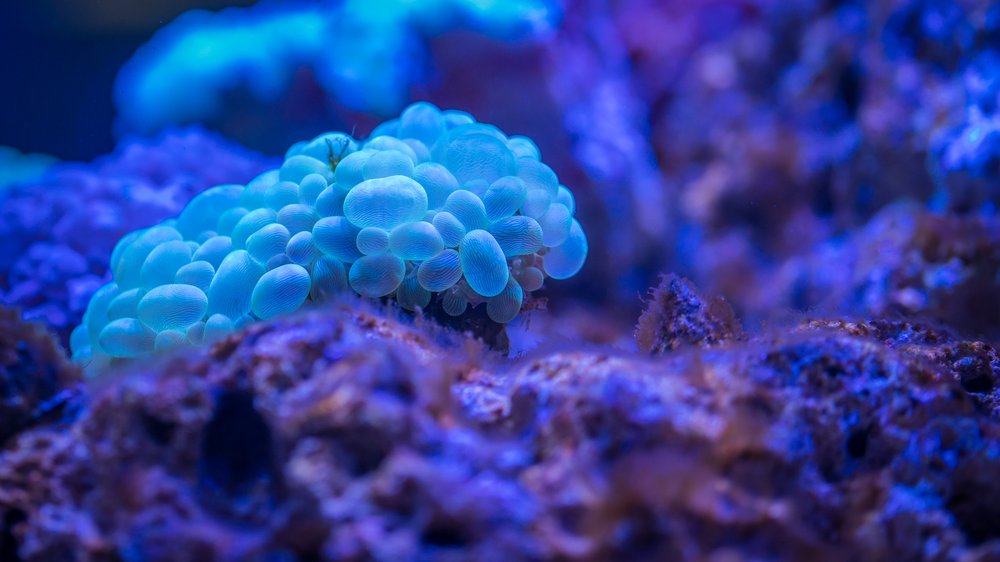 sango meeres koralle