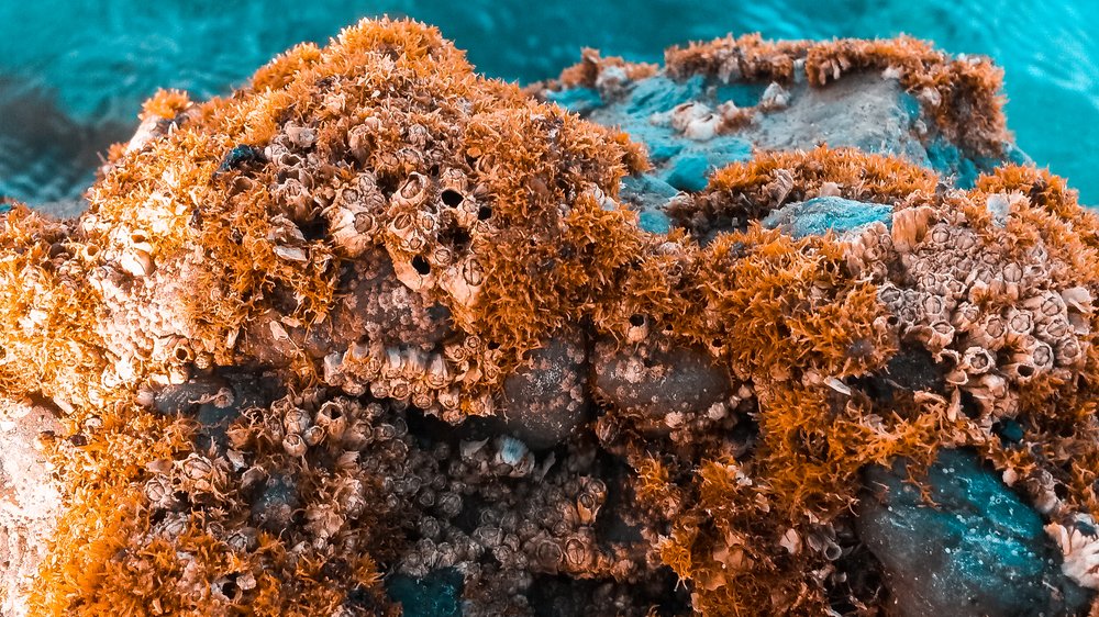 sango meeres koralle erfahrungsberichte