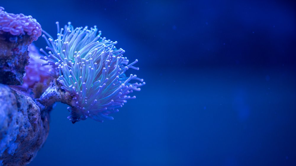 sango meeres koralle erfahrungsberichte
